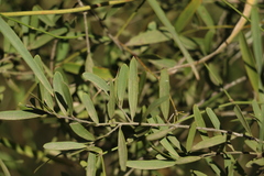 Denhamia cunninghamii