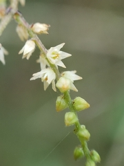 Sageretia minutiflora
