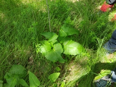 Phlomoides tuberosa