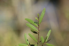 Denhamia cunninghamii