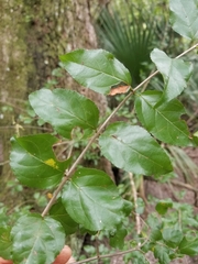 Sageretia minutiflora