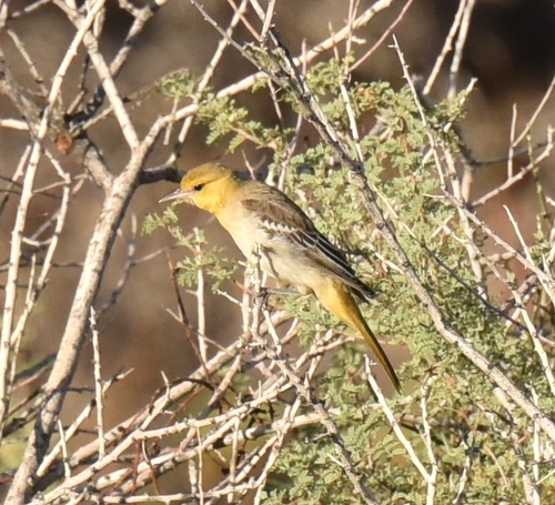 Bullock's Oriole, photo 8 of 9