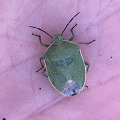 Chlorochroa