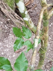 Sageretia minutiflora