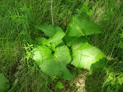 Phlomoides tuberosa