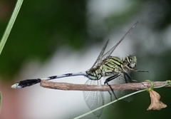 Orthetrum sabina