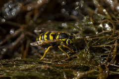 Vespula pensylvanica