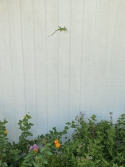 Anolis carolinensis