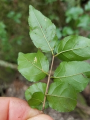 Sageretia minutiflora