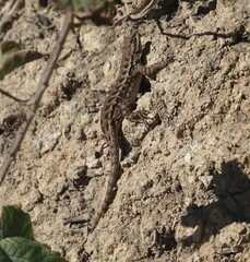 Sceloporus occidentalis bocourtii