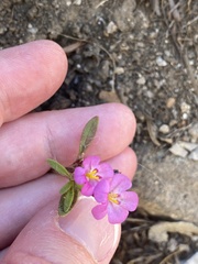 Diplacus torreyi