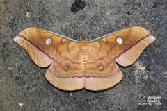 Antheraea frithi