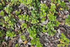 Arctostaphylos uva-ursi