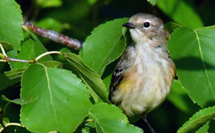 Setophaga coronata coronata