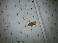 Lambdina fiscellaria