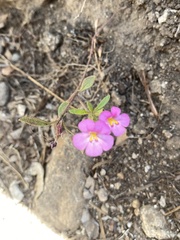 Diplacus torreyi
