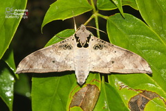 Ambulyx canescens