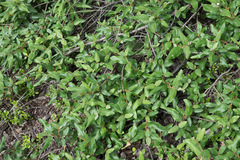 Shepherdia canadensis
