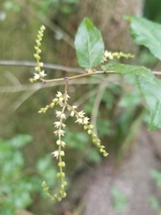 Sageretia minutiflora