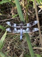 Libellula forensis