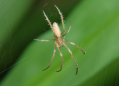 Larinia directa
