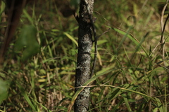 Denhamia cunninghamii