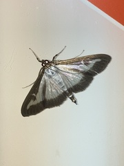Cydalima perspectalis