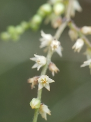 Sageretia minutiflora
