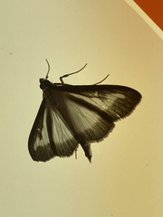 Cydalima perspectalis