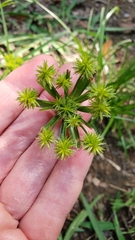 Cyperus croceus