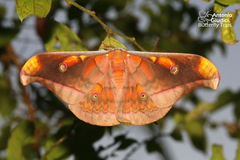 Antheraea frithi