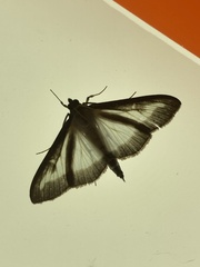 Cydalima perspectalis
