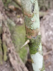 Sageretia minutiflora