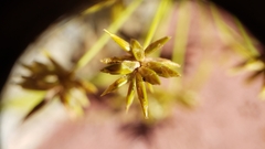 Cyperus croceus