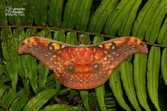 Antheraea larissa