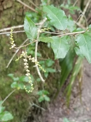 Sageretia minutiflora