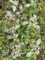 Pycnanthemum albescens