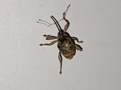 Curculio