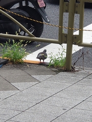 Columba livia domestica