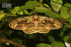 Brahmaea hearseyi