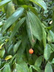 Dracaena surculosa
