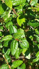 Shepherdia canadensis