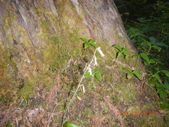 Anticlea occidentalis