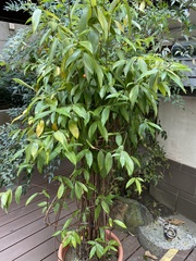 Dracaena surculosa