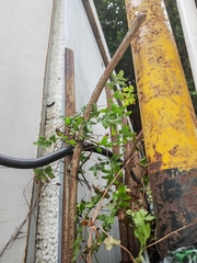 Lygodium japonicum