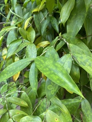 Dracaena surculosa