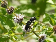 Bicyrtes quadrifasciatus
