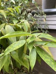 Dracaena surculosa