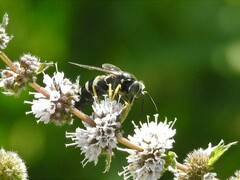 Bicyrtes quadrifasciatus
