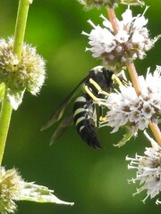 Bicyrtes quadrifasciatus